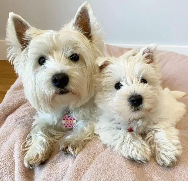 15 Adorable Photos Of West Highland White Terrier Puppies With Pure ...