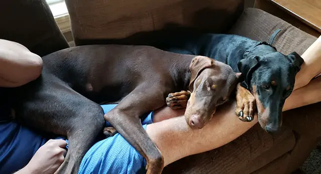 are dobermann puppies lazy