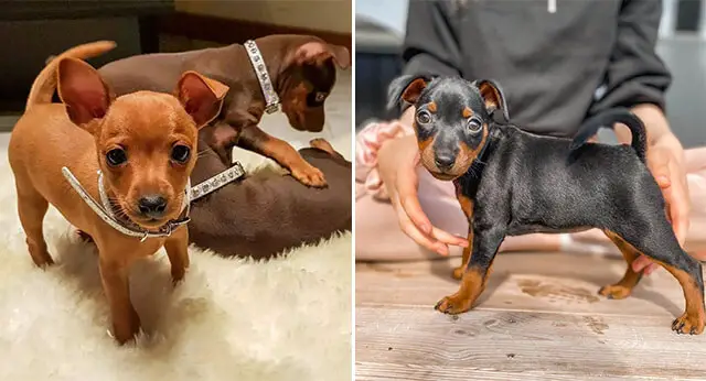 15 Photos Of Miniature Pinscher Puppies That Make Everyone Fall In Love ...