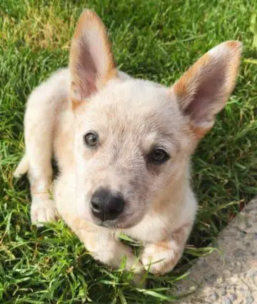 15 Photos Of Australian Cattle Dog Puppies That Make Everyone's Heart ...