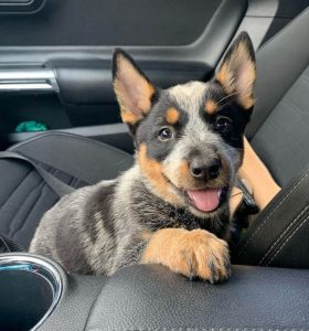 15 Photos Of Australian Cattle Dog Puppies That Make Everyone's Heart ...