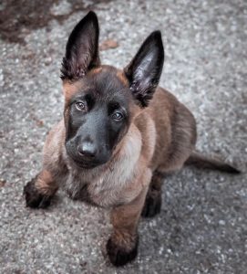 15 Photos Of Belgian Malinois Puppies That Make Everyone's Heart Melt ...