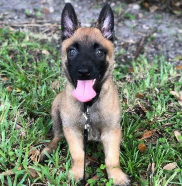 15 Photos Of Belgian Malinois Puppies That Make Everyone's Heart Melt ...