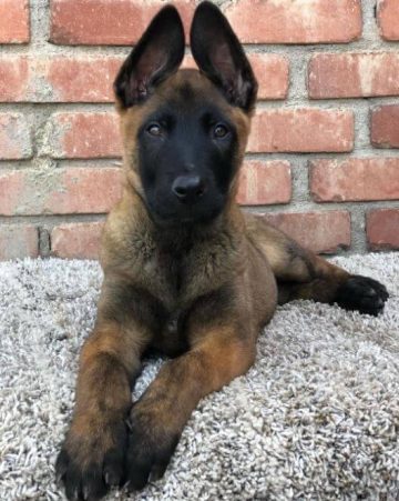 15 Photos Of Belgian Malinois Puppies That Make Everyone's Heart Melt ...