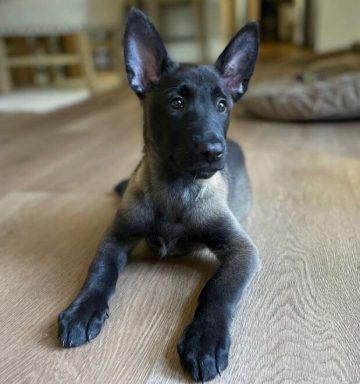 15 Photos Of Belgian Malinois Puppies That Make Everyone's Heart Melt ...