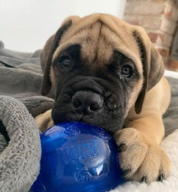 15 Photos Of Bullmastiff Puppies That Make Everyone Fall In Love ...