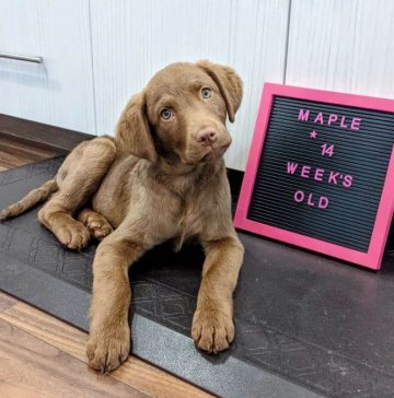 15 Adorable Photos Of Chesapeake Bay Retriever Puppies With Pure Beauty   Chesapeake Bay Retriever Puppies My Girl Is Growing So Much 08 360x364 