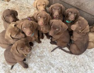 15 Adorable Photos Of Chesapeake Bay Retriever Puppies With Pure Beauty   Chesapeake Bay Retriever Puppies Puppy Pile 01 300x235 