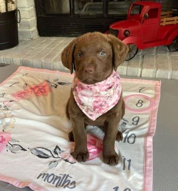 15 Adorable Photos Of Chesapeake Bay Retriever Puppies With Pure Beauty   Chesapeake Bay Retriever Puppies Remi Is 8 Weeks 14 360x385 