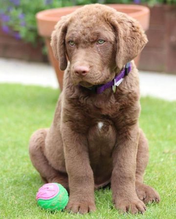 15 Adorable Photos Of Chesapeake Bay Retriever Puppies With Pure Beauty   Chesapeake Bay Retriever Puppies Wondering What To Do Next 06 360x447 