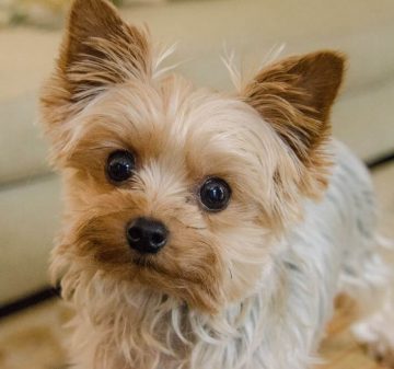 15 Funny Pictures Of Adorable Yorkies In The Close Up Challenge ...