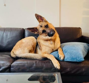 15 Adorable Pictures Of German Shepherd Head Tilt - ilovedogscute.com