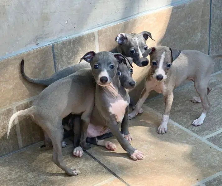 15 Photos Of Italian Greyhound Puppies That Make Everyone Fall In Love 