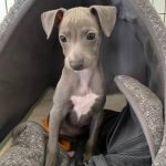 15 Photos Of Italian Greyhound Puppies That Make Everyone Fall In Love ...