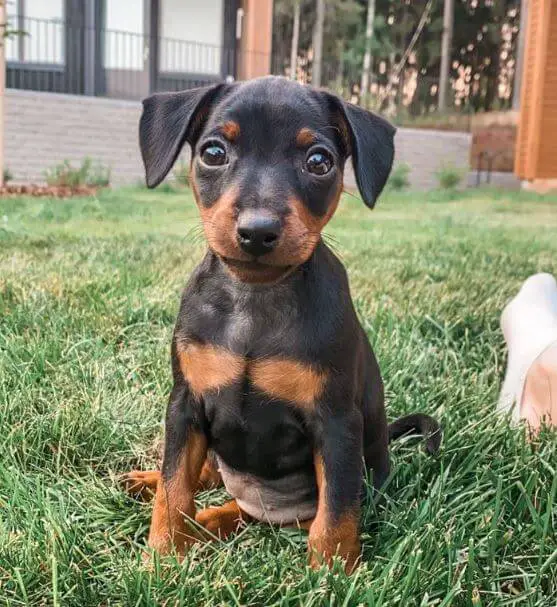 15 Photos Of Miniature Pinscher Puppies That Make Everyone Fall In Love -  