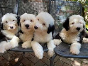 15 Adorable Photos Of Old English Sheepdog Puppies With Pure Beauty ...