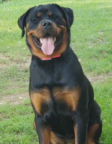 15 Adorable Pictures Of Rottweilers With Sweet Smiles - ilovedogscute.com