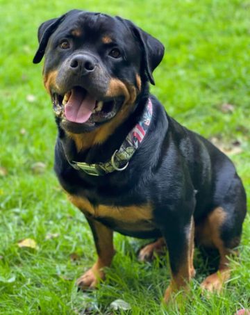 15 Adorable Pictures Of Rottweilers With Sweet Smiles - ilovedogscute.com