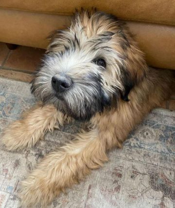 15 Adorable Photos Of Soft Coated Wheaten Terrier Puppies With Pure ...