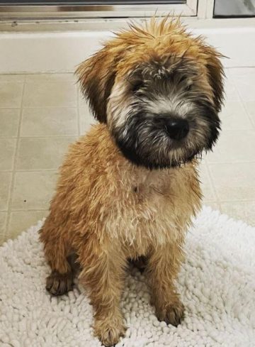 15 Adorable Photos Of Soft Coated Wheaten Terrier Puppies With Pure ...