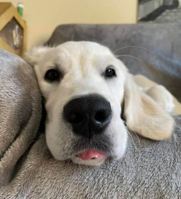 15 Adorable Pictures Of Golden Retrievers With Their Tongues Out