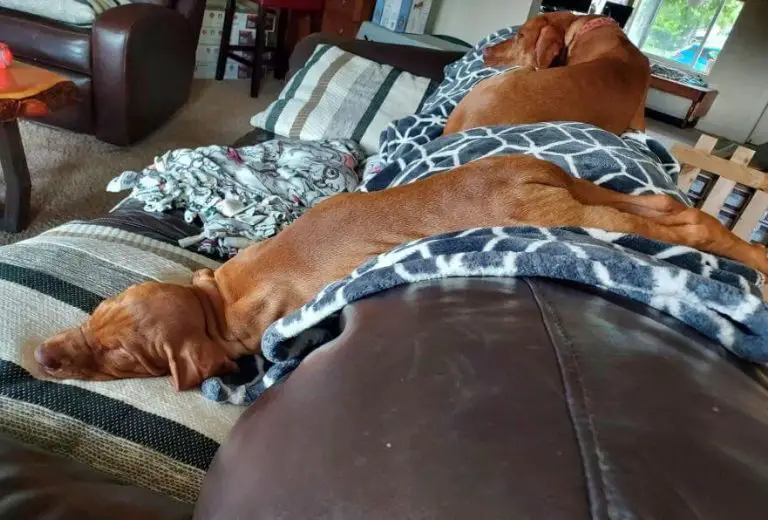 15 Funny Pictures of Vizslas With Unique Sleeping Positions