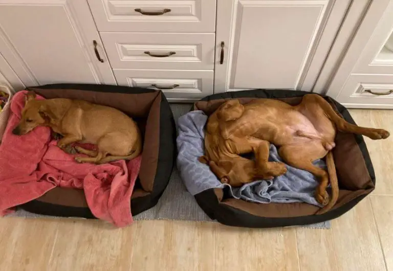 15 Funny Pictures of Vizslas With Unique Sleeping Positions