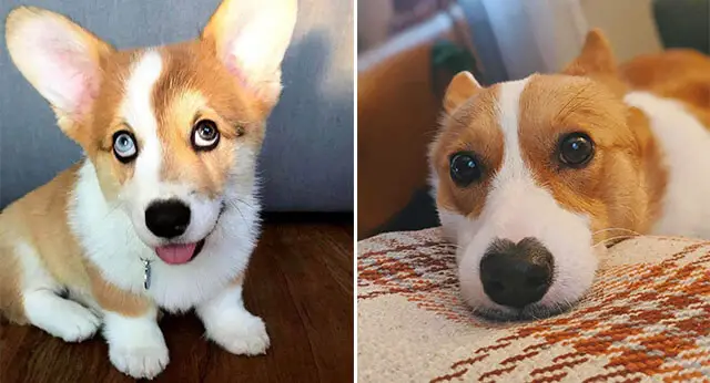 15 Adorable Pictures Of Corgis With Puppy Eyes - ilovedogscute.com