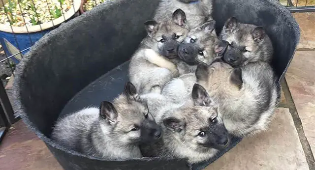 do norwegian elkhound like to cuddle