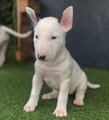 15 Photos Of Bull Terrier Puppies That Make Everyone's Heart Melt ...