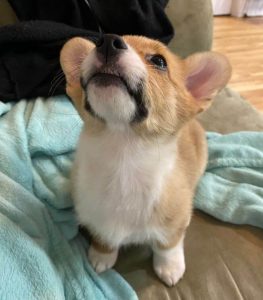 15 Funny Pictures Of Corgi Teefs - ilovedogscute.com