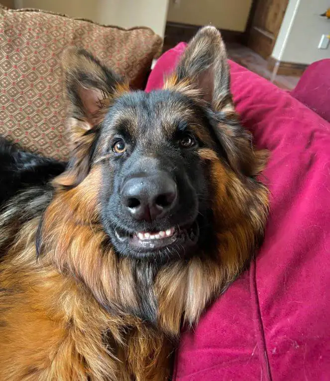 15 Hilarious Pictures Of German Shepherds With Funny Smiles ...