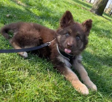 15 Funny Pictures Of German Shepherds With Their Tongues Out ...