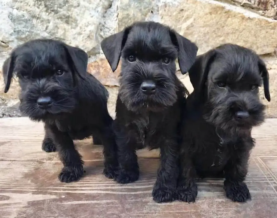 15 Photos Of Giant Schnauzer Puppies That Make Everyone Fall In Love 