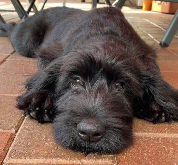 15 Photos Of Giant Schnauzer Puppies That Make Everyone Fall In Love ...