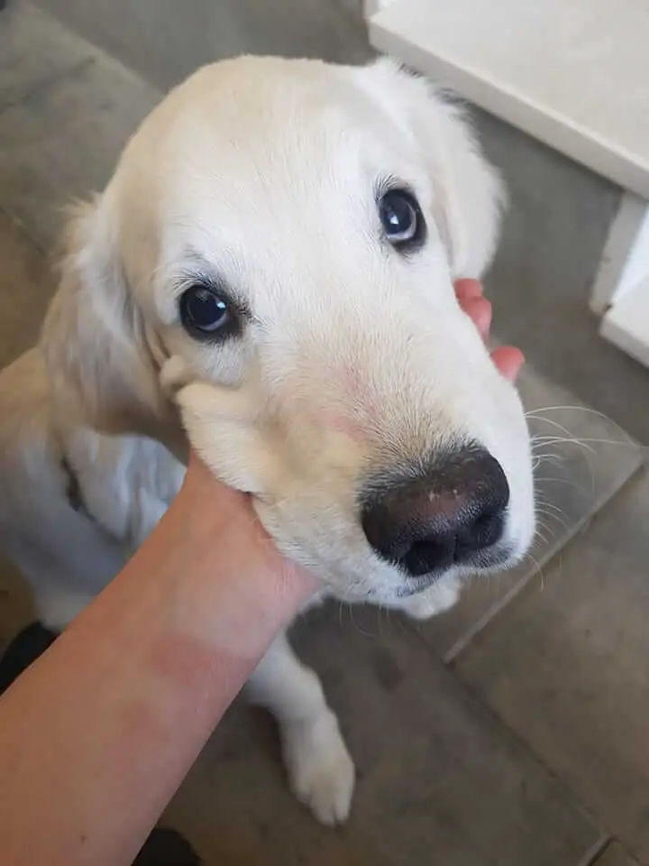 15 Adorable Pictures Of Golden Retrievers With Puppy Eyes ...
