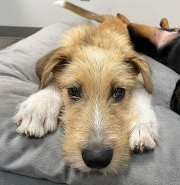 15 Photos Of Irish Wolfhound Puppies That Make Everyone's Heart Melt ...