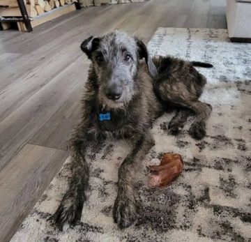 15 Photos Of Irish Wolfhound Puppies That Make Everyone's Heart Melt ...