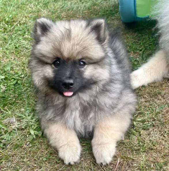 15 Photos Of Keeshond Puppies That Make Everyone's Heart Melt ...
