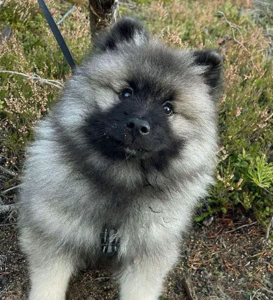 15 Photos Of Keeshond Puppies That Make Everyone's Heart Melt ...