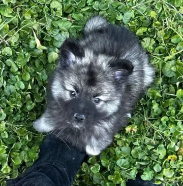 15 Photos Of Keeshond Puppies That Make Everyone's Heart Melt ...