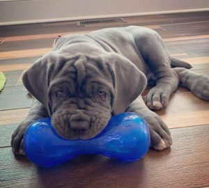 15 Photos Of Neapolitan Mastiff Puppies That Make Everyone's Heart Melt 