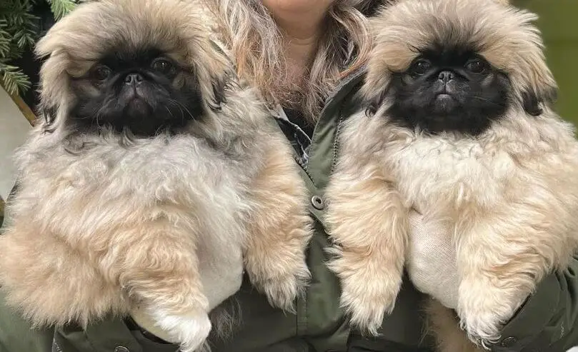 15 Photos Of Pekingese Puppies That Make Everyone Fall In Love 