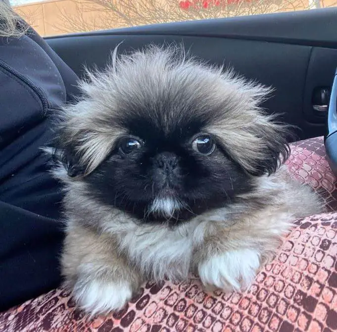 15 Photos Of Pekingese Puppies That Make Everyone Fall In Love 