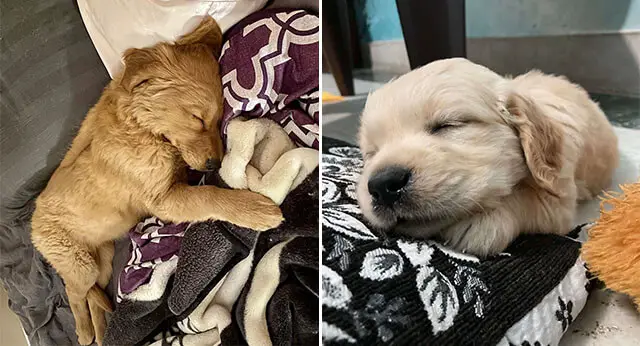 15 Funny Pictures Of Sleeping Golden Retrievers - ilovedogscute.com