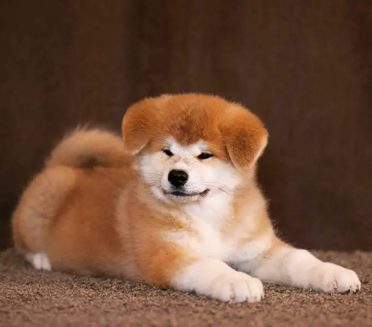15-photos-of-akita-puppies-with-pure-beauty-ilovedogscute