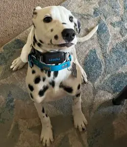 15 Hilarious Pictures Of Dalmatians With Funny Smiles - ilovedogscute.com