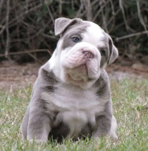 15 Adorable Pictures Of English Bulldog Head Tilt - ilovedogscute.com