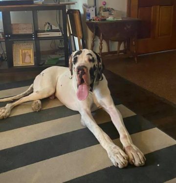 15 Funny Pictures Of Great Danes With Their Tongues Out - ilovedogscute.com