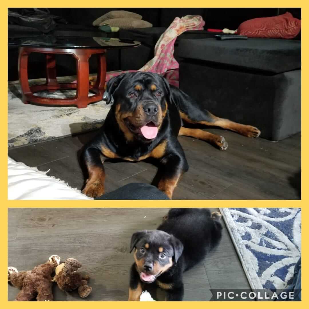 15 Adorable Pictures Of Rottweilers With Their Tongues Out ...